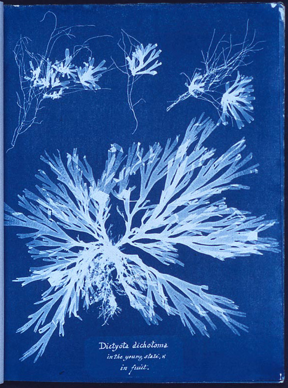 The Cyanotype